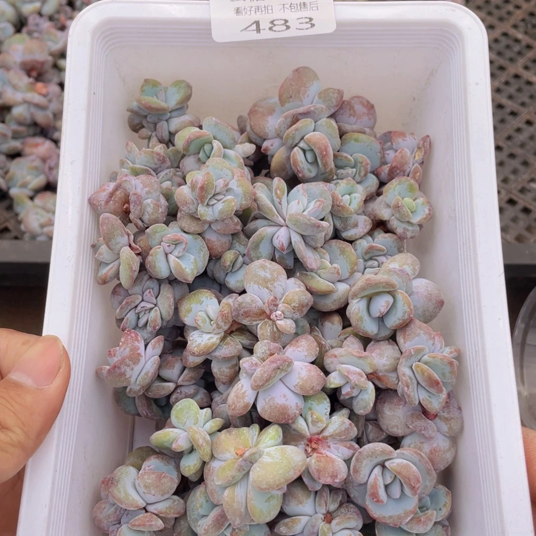 幽*云糖心多肉植物483
