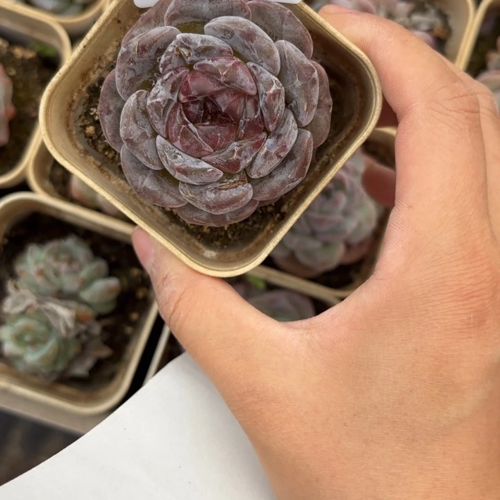 闪吼311呀呀呀呀呀呀呀呀呀雨