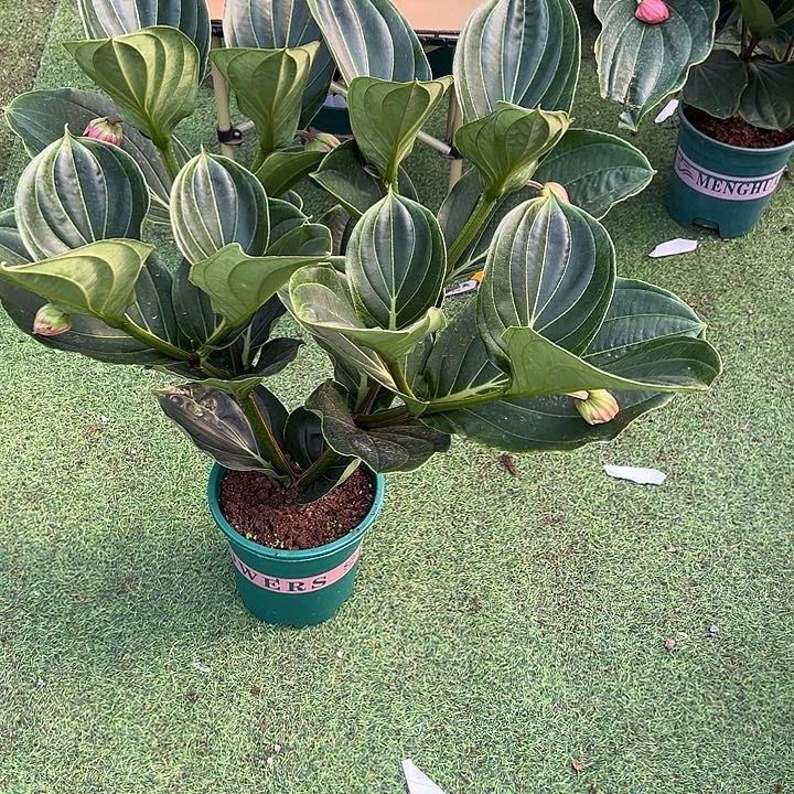 1***6无花朵荷兰进口宝莲灯