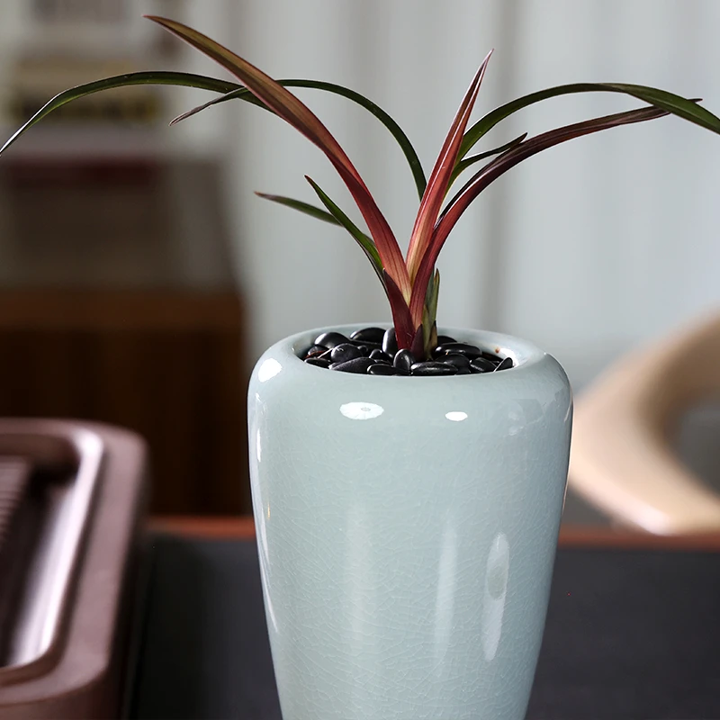 建兰铭品【红草红荷】浓香型正格荷瓣花源头基地直发