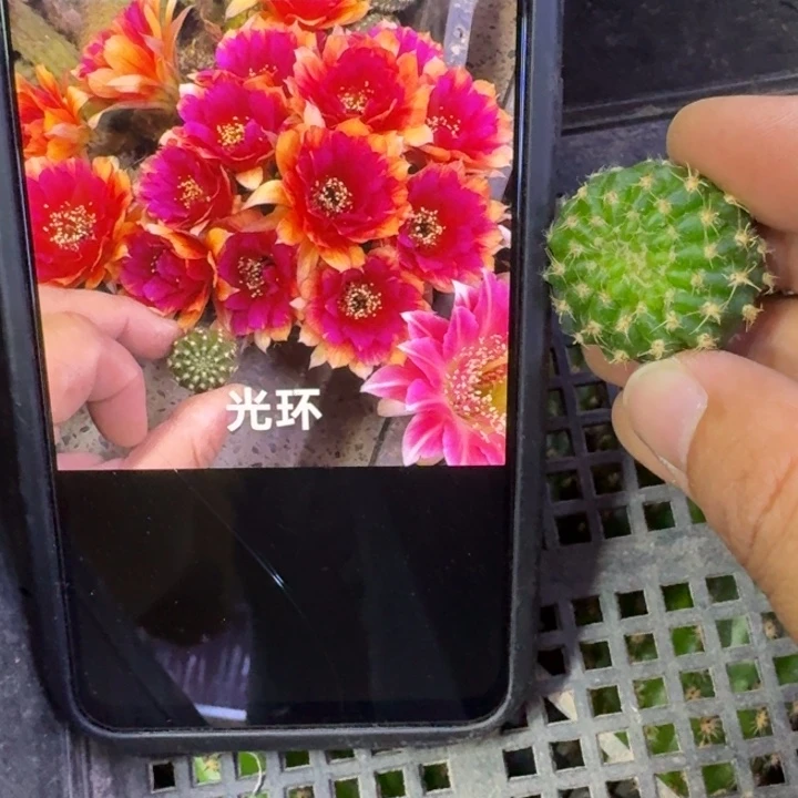 24丽花光环歪3公分左右无根侧牙，20包邮