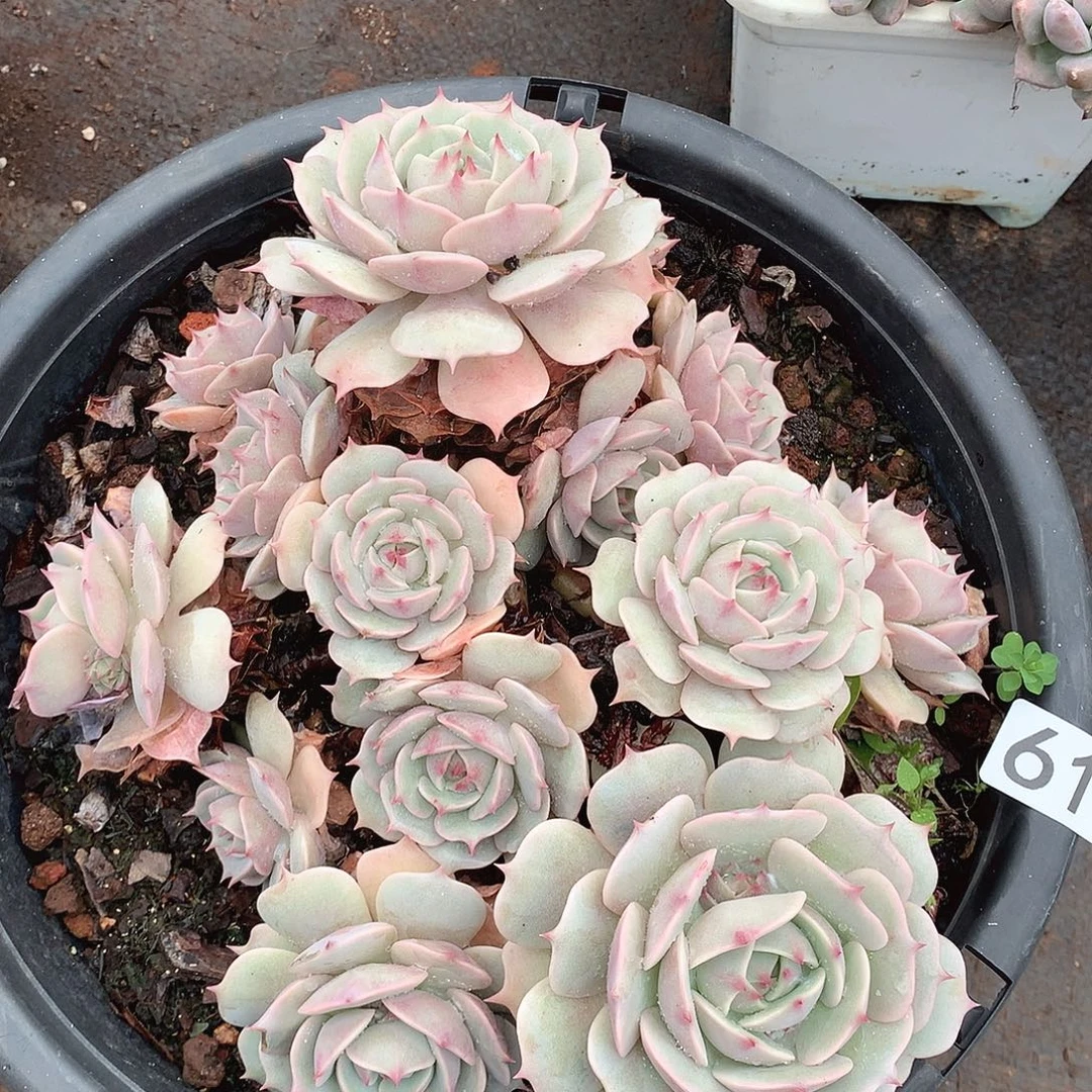 617露娜莲一物一拍多肉