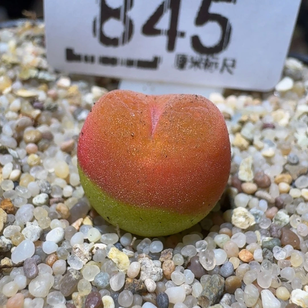 zzzzz生生花肉子845水蜜桃