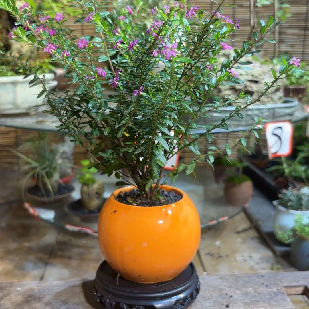 无花朵莹退款拉黑 一物一拍57