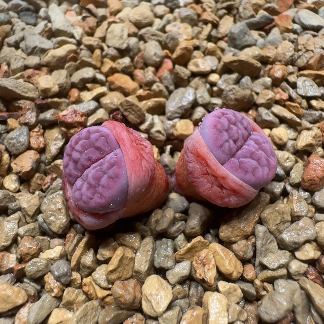 昨****来0308-68阿克塞尔玫瑰