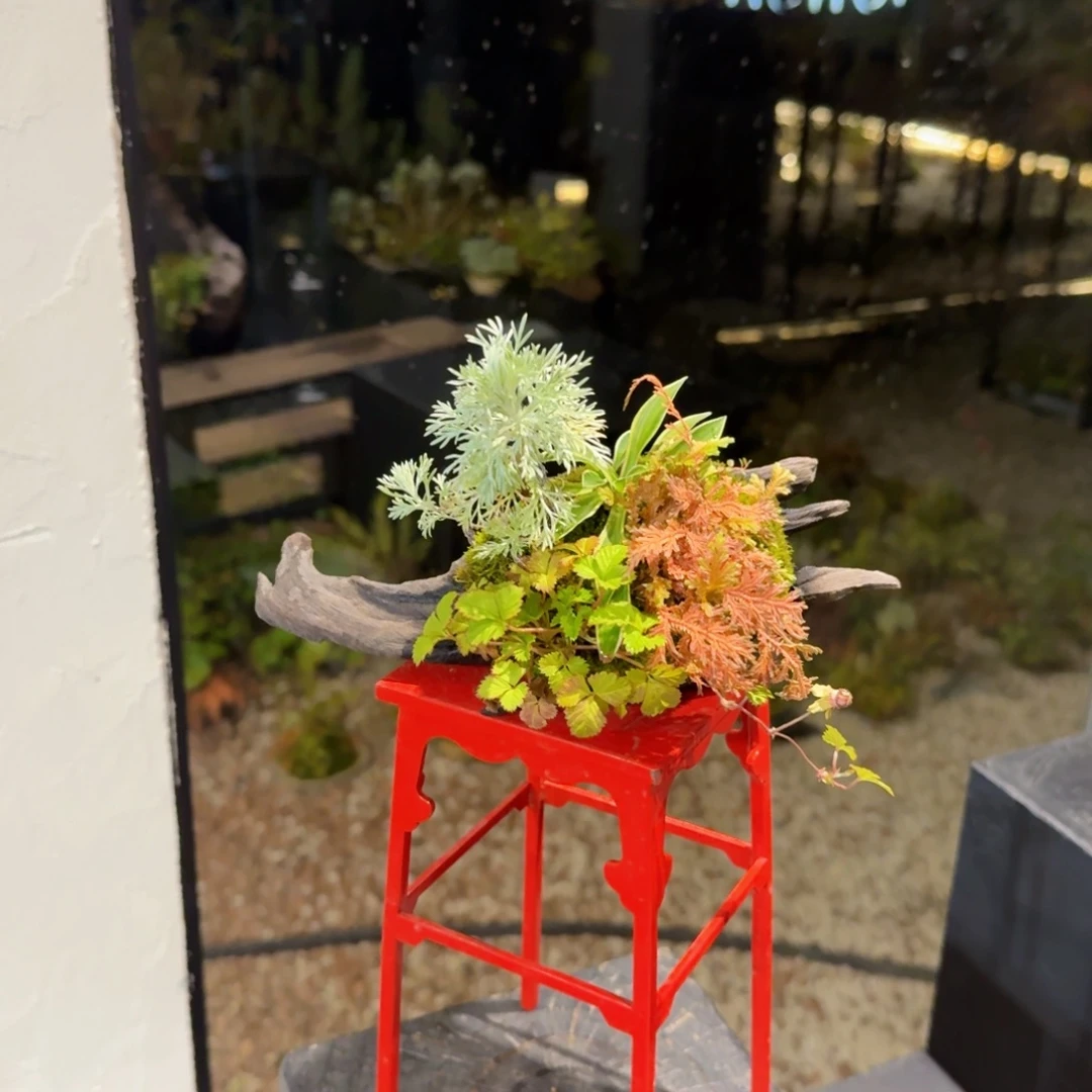 无花朵山野草枯木逢春