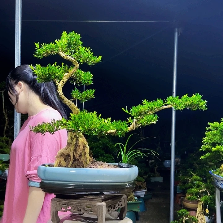无花朵黄杨木