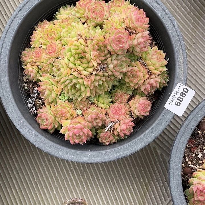 阿雅园艺。       6880女王