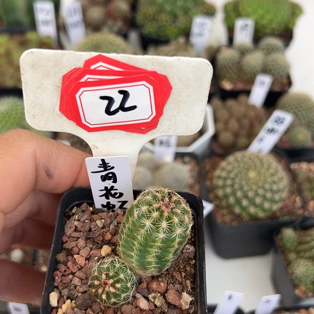 松***妈22往事多肉园仙人球开花了