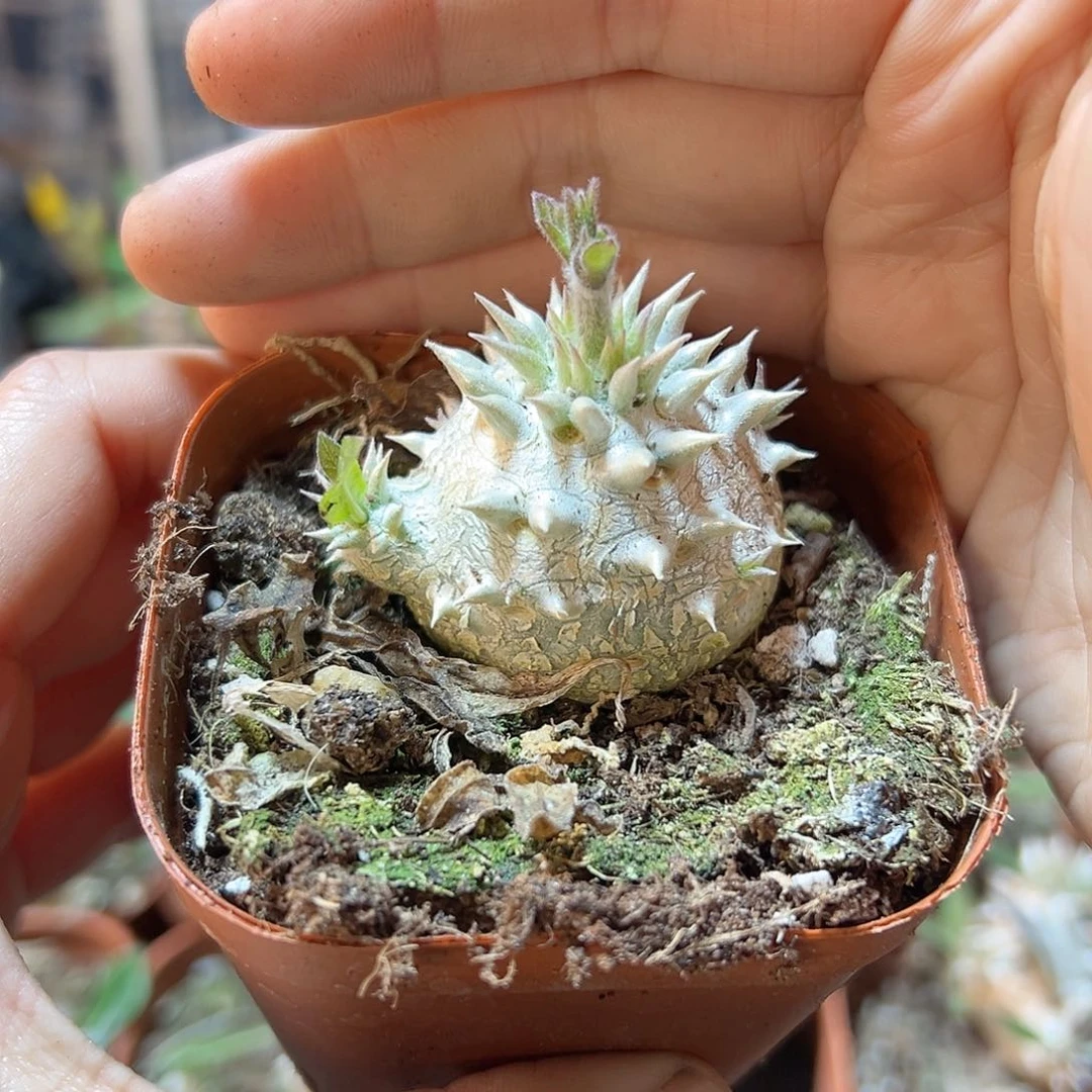 惠比大黑带盆3公分