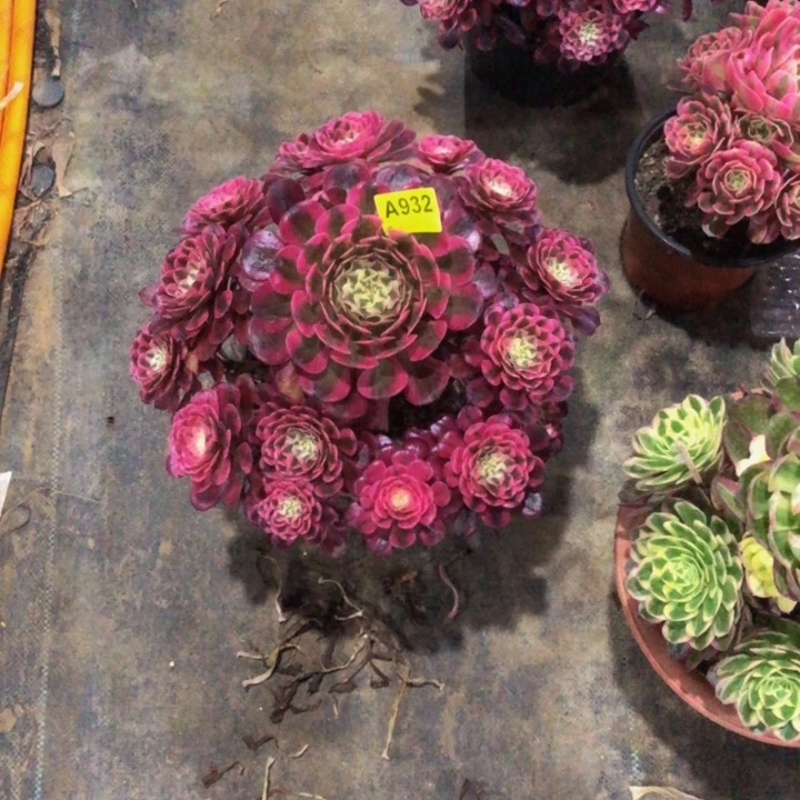 红同白多肉932000000000