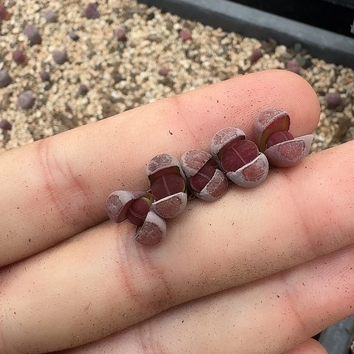 D794紫菊二次回交