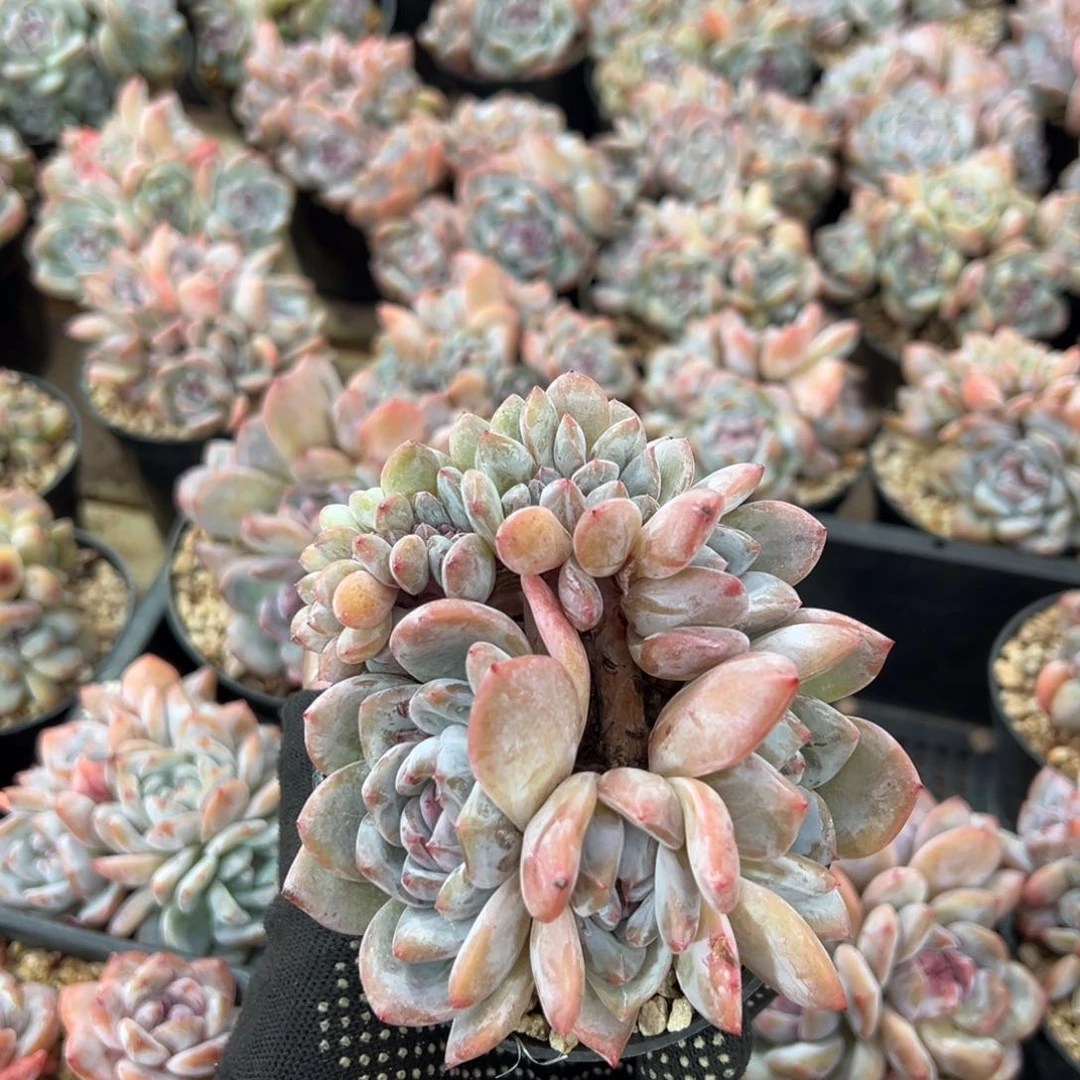 四头带缀盘龙型哈哈哈