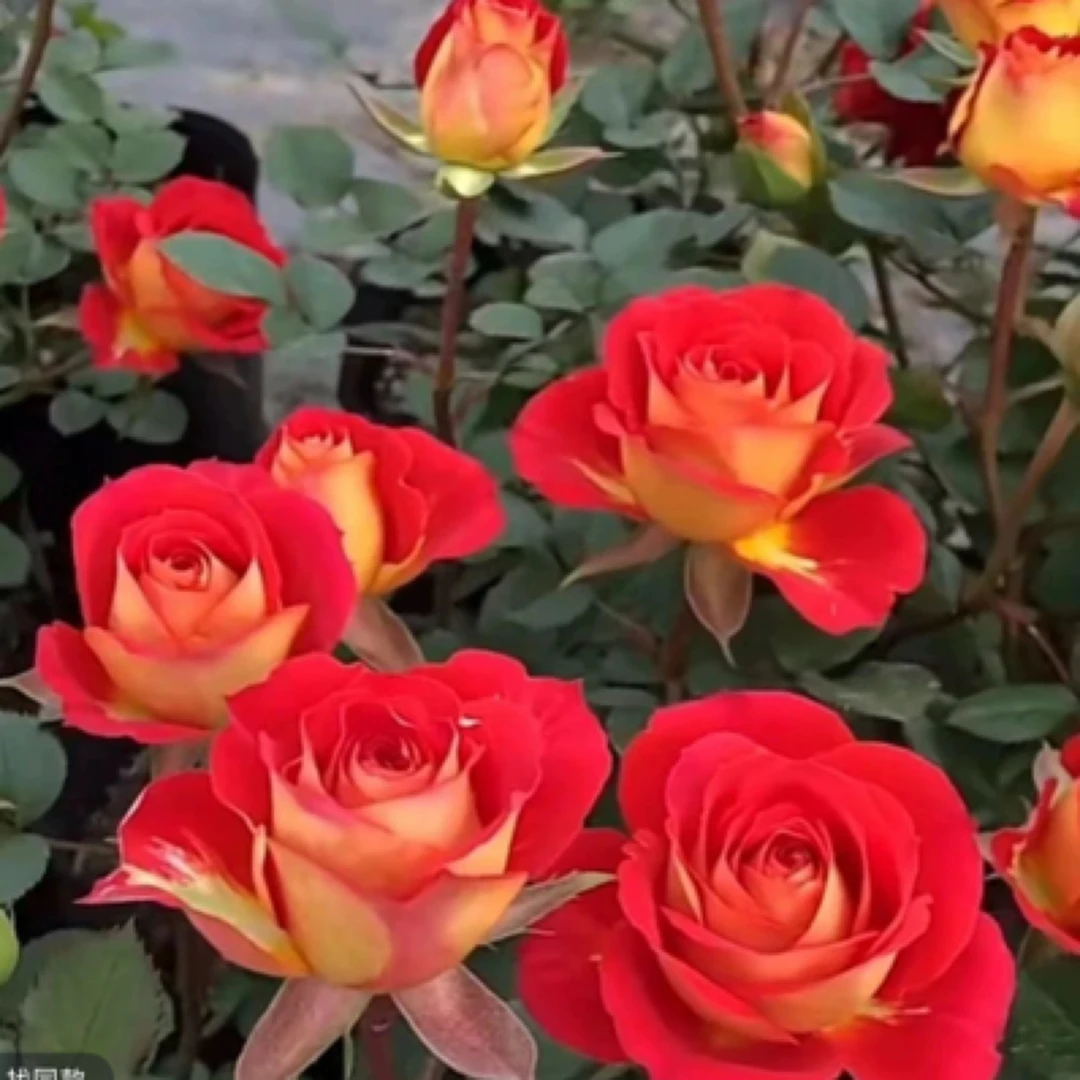 【二乔】180培育盆玫瑰好养多季节重复开花庭院阳台室外盆栽带花苞