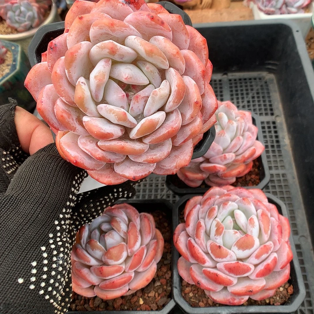 561雪天使多肉植物666