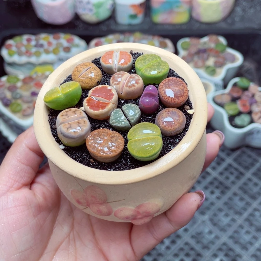 w7545 -零下地区拍保温箱-15支持寄养