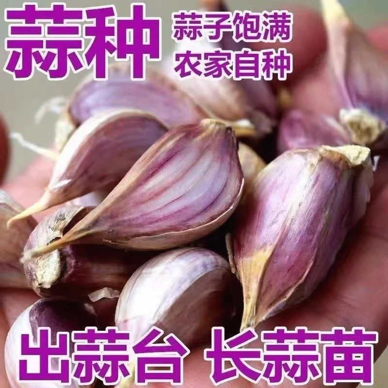 金乡紫皮大蒜瓣吃种正宗早蒜苗蒜台蒜手工蒜红根蒜批发寒蒜川蒜子