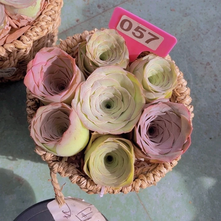 花篮一物一拍057号