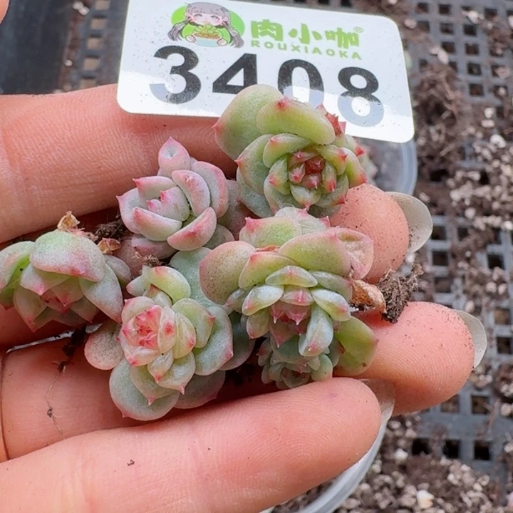 小****ღ多肉植物多肉植物