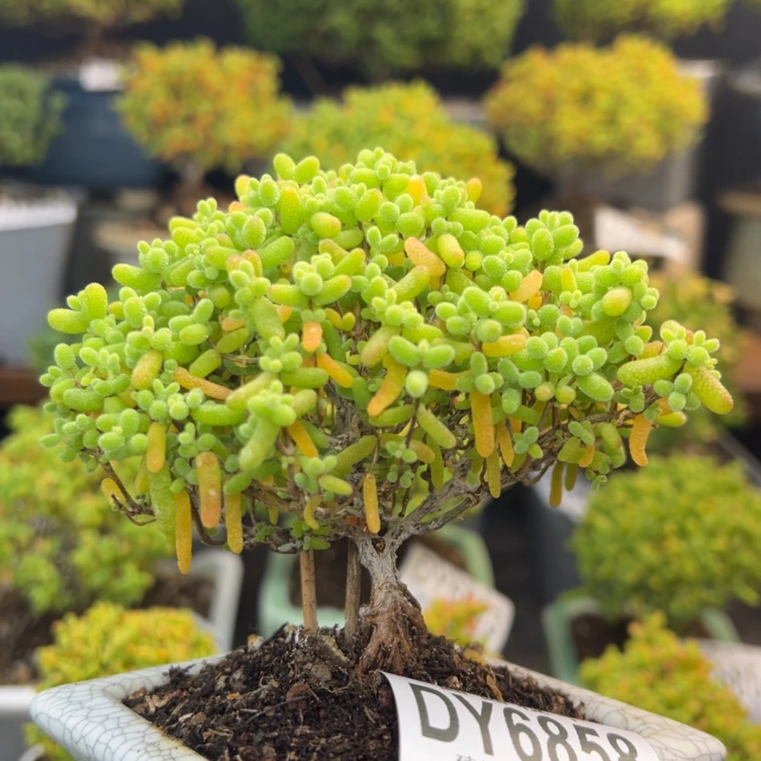 【闪购商品】dy6858提根造型桩金桔糖球冠幅9.5