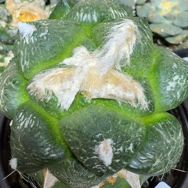 鸭***子无花朵苗接大尤连山476