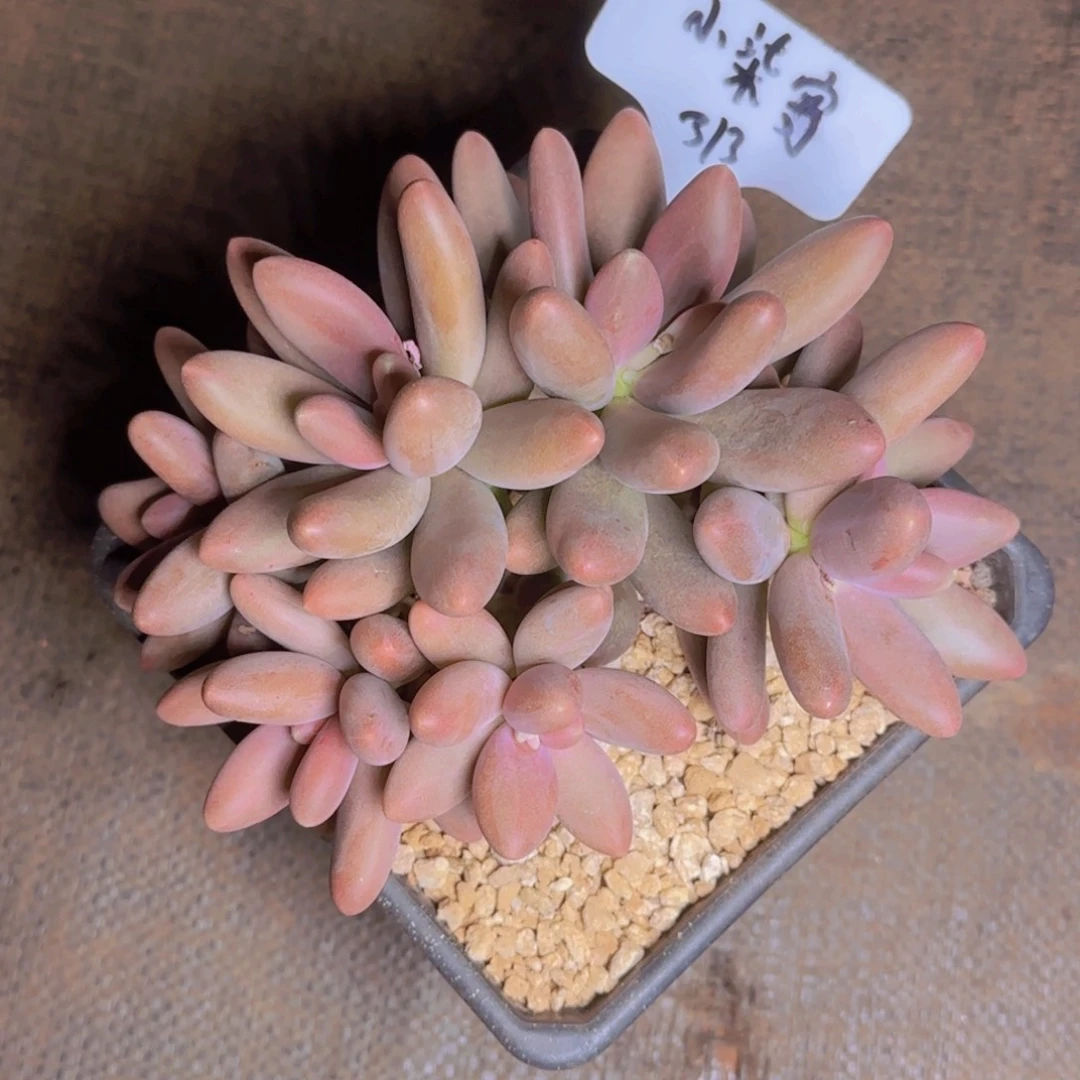 ?**柒小柒寄养1111111111111111