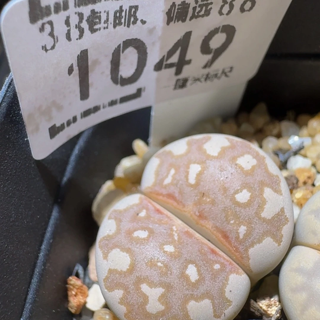 Ssss精品生石花1049