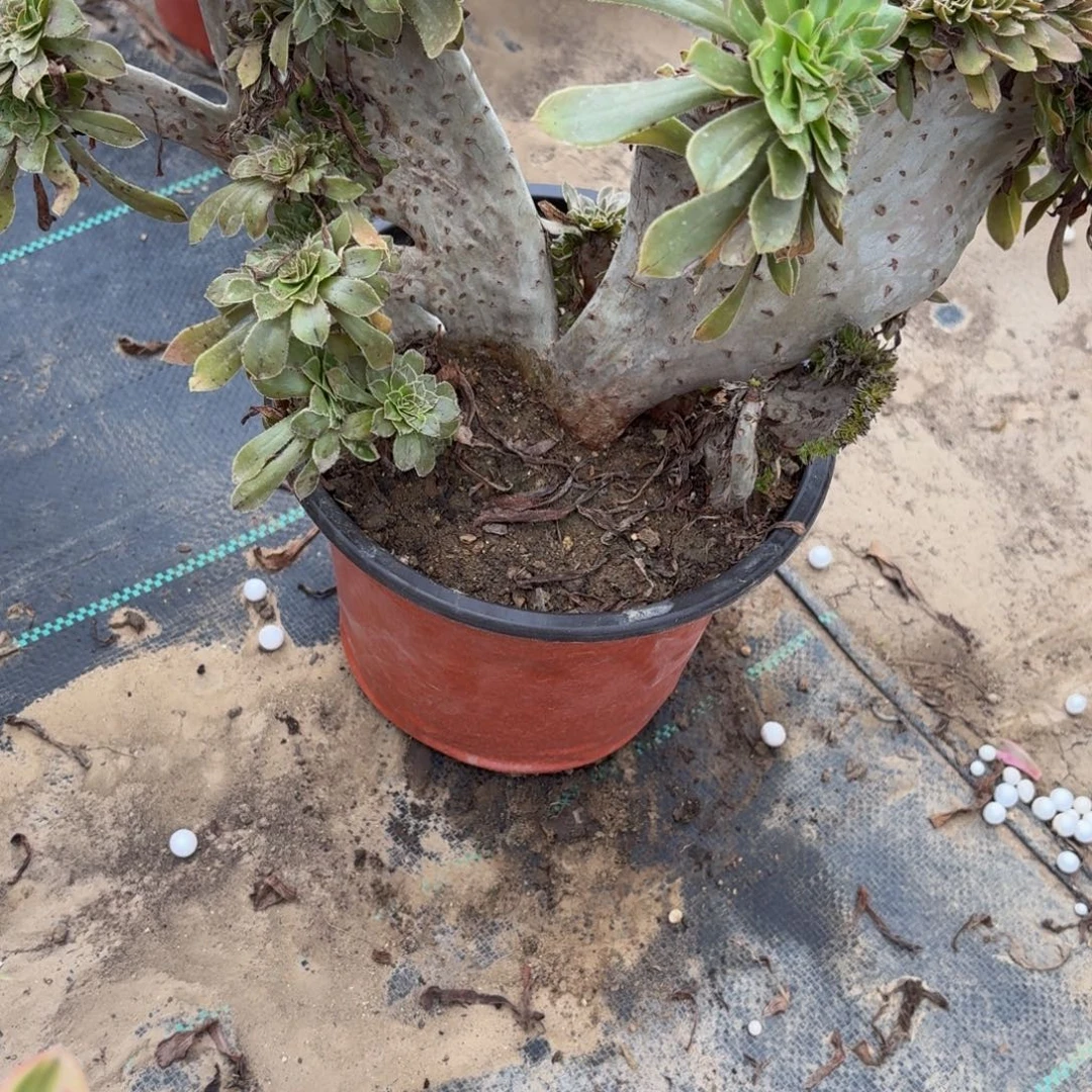 279多肉植物捧花的