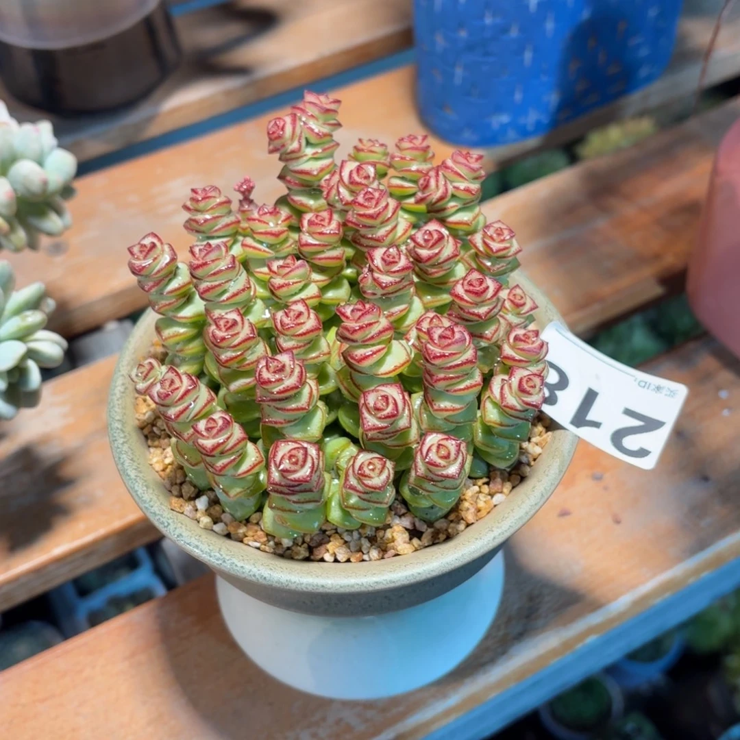 ****红钱串多肉带盆发货218