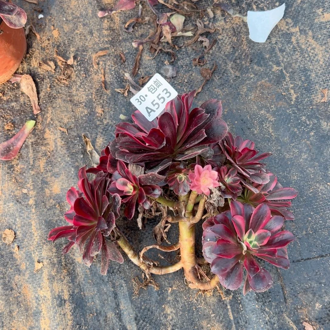 冬*晴553 多肉法师不包侧枝