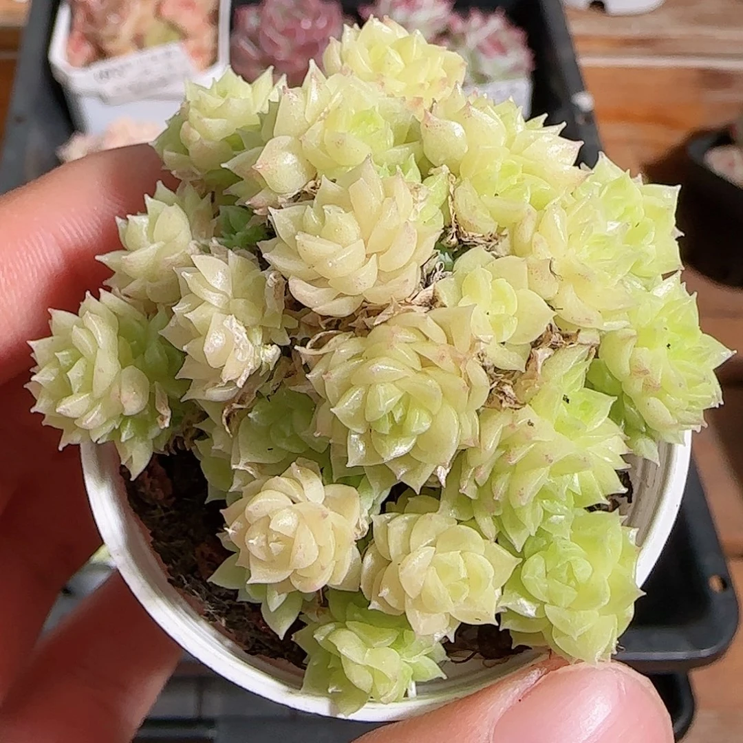 1108----704麦秆群