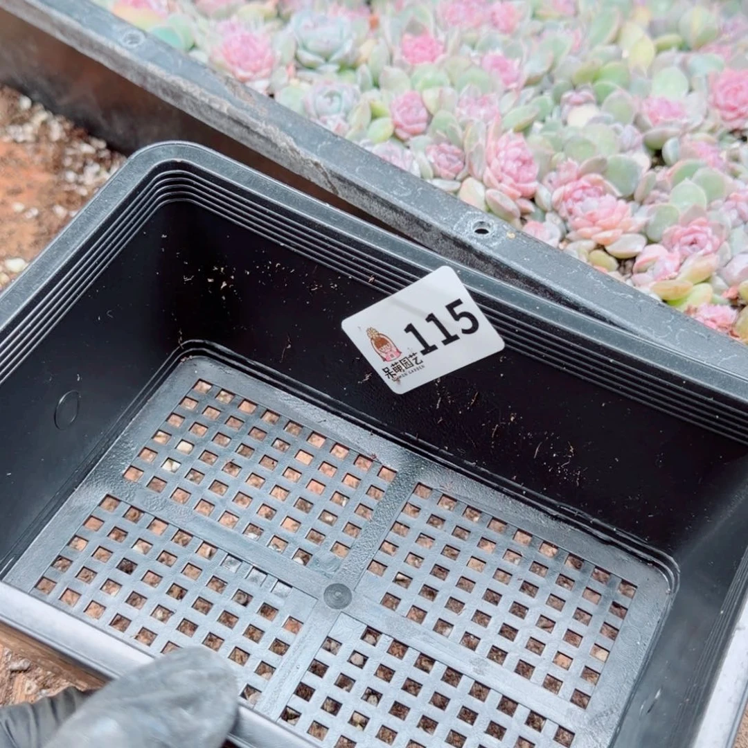 彩****多肉植物多肉植物