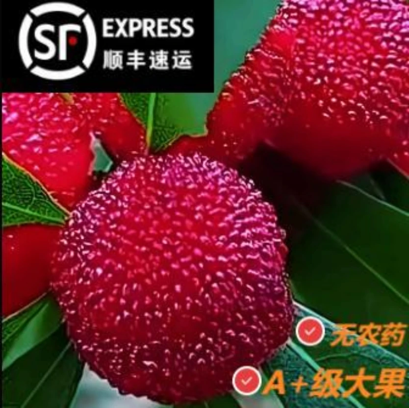 顺丰包邮新鲜杨梅现货正宗浮宫杨梅现摘鲜果孕妇儿童酸甜当季水果