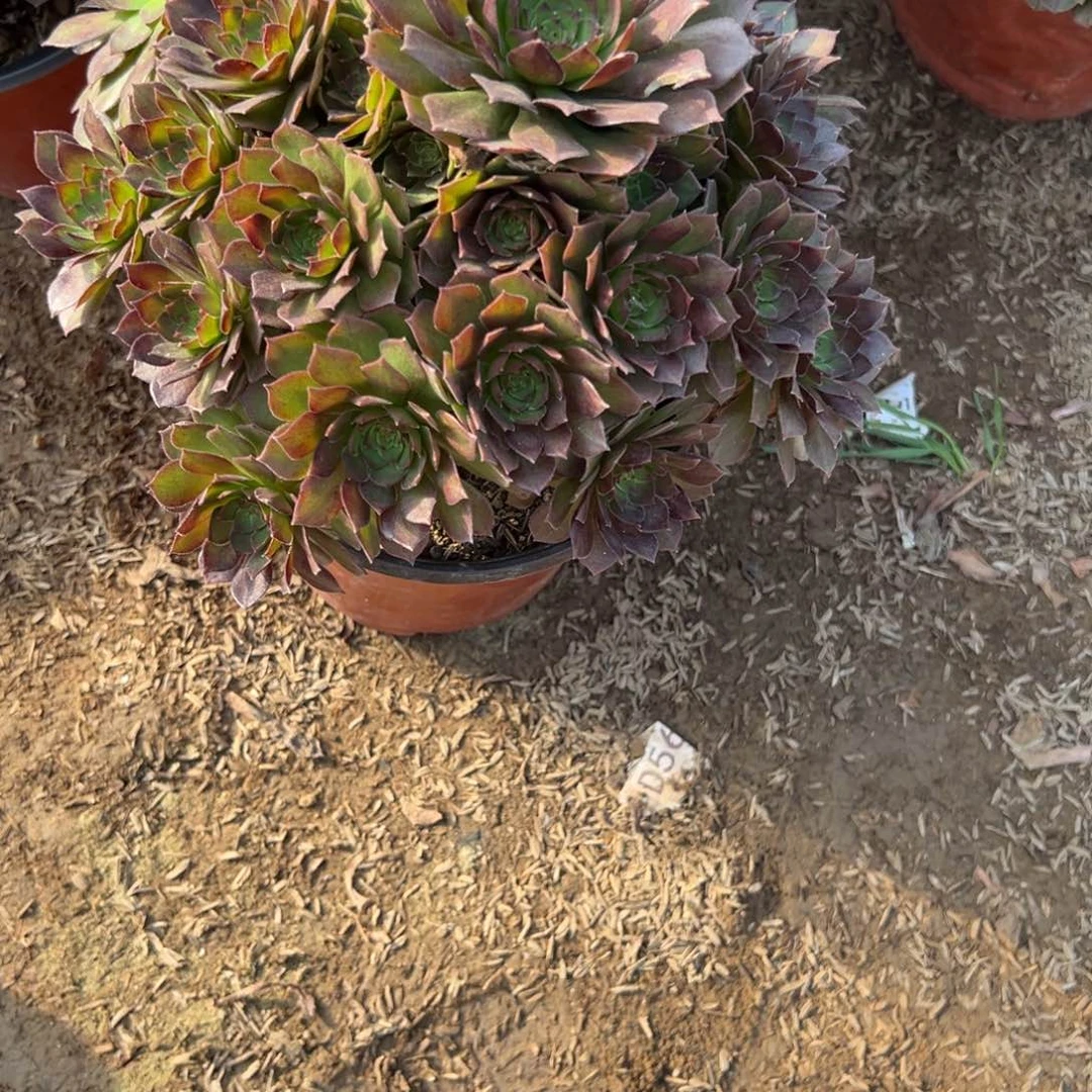 932红魔多肉植物法师多肉