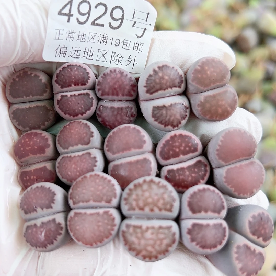 4929 好养易活生石花大母本15个1.5cm左右