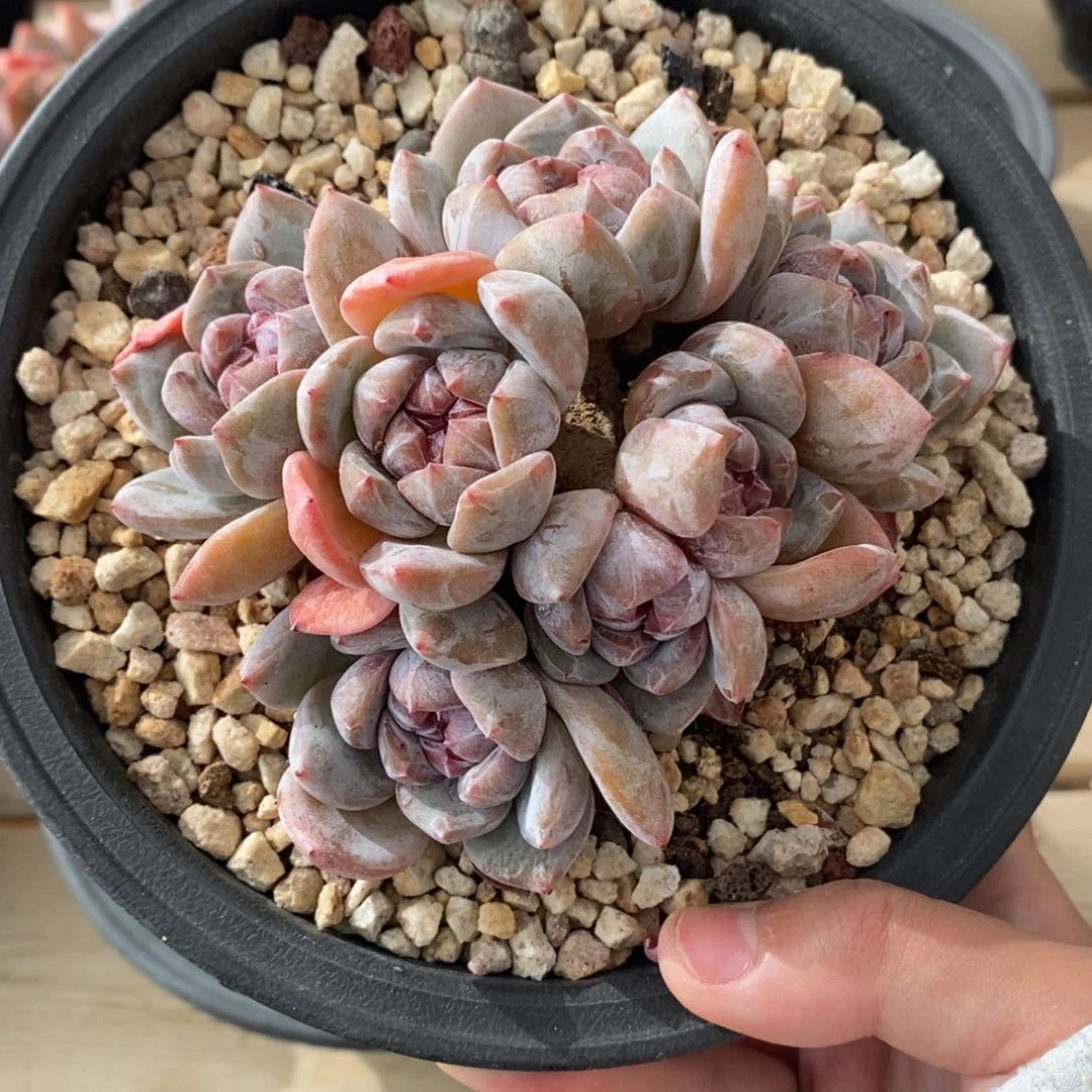 七头绿底紫心小肥肥包子