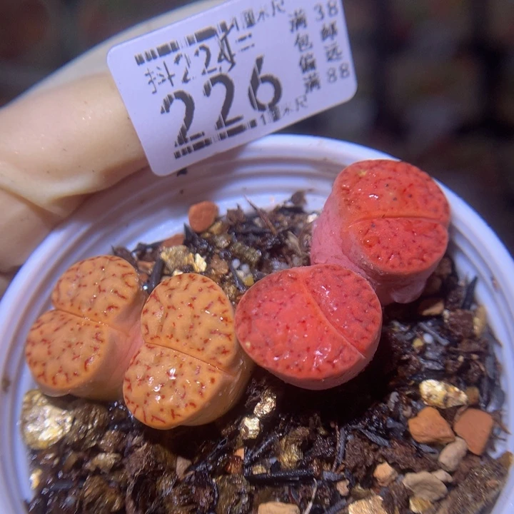 酒****?精品生石花225.226