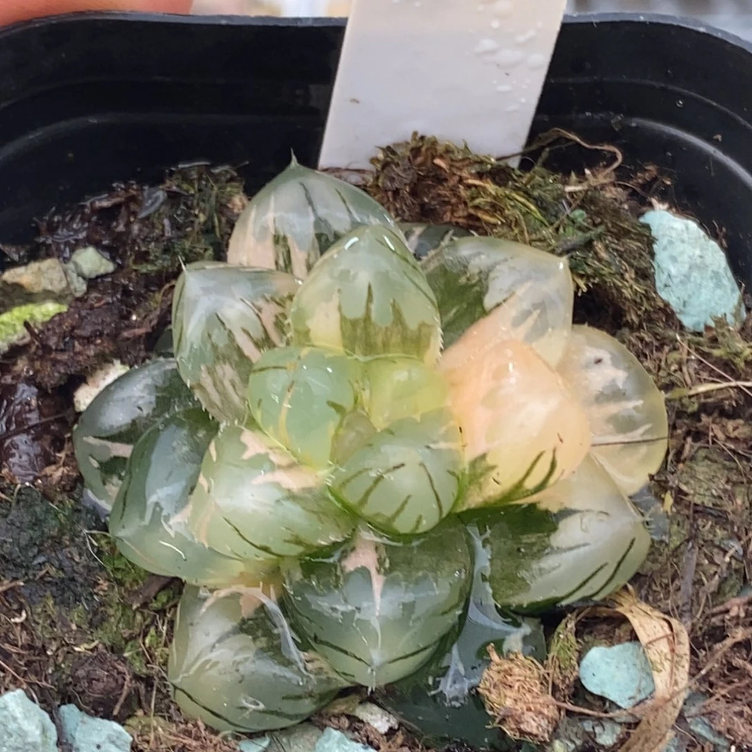 352号水中月玉露锦