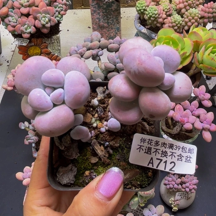 芭比奶酪712/8cm多肉