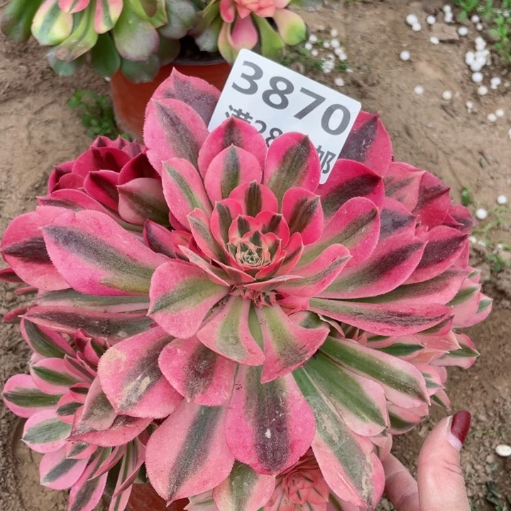 3870一号棚女巫多肉植物A