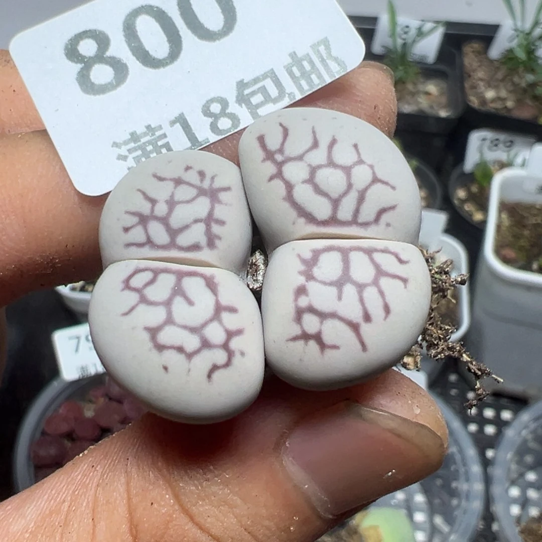 【闪购商品】 800。
