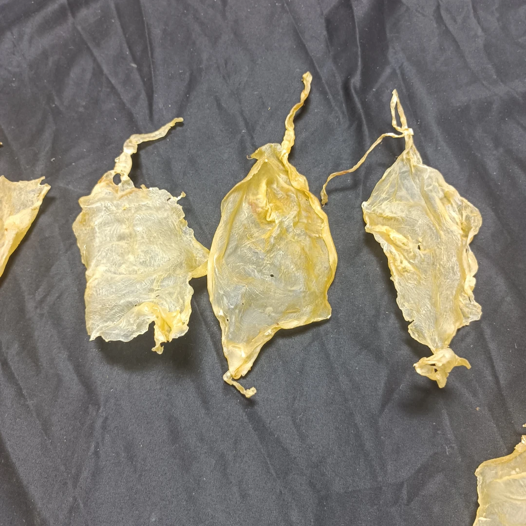 南澳斗湖公胶鱼胶花胶1克-500克