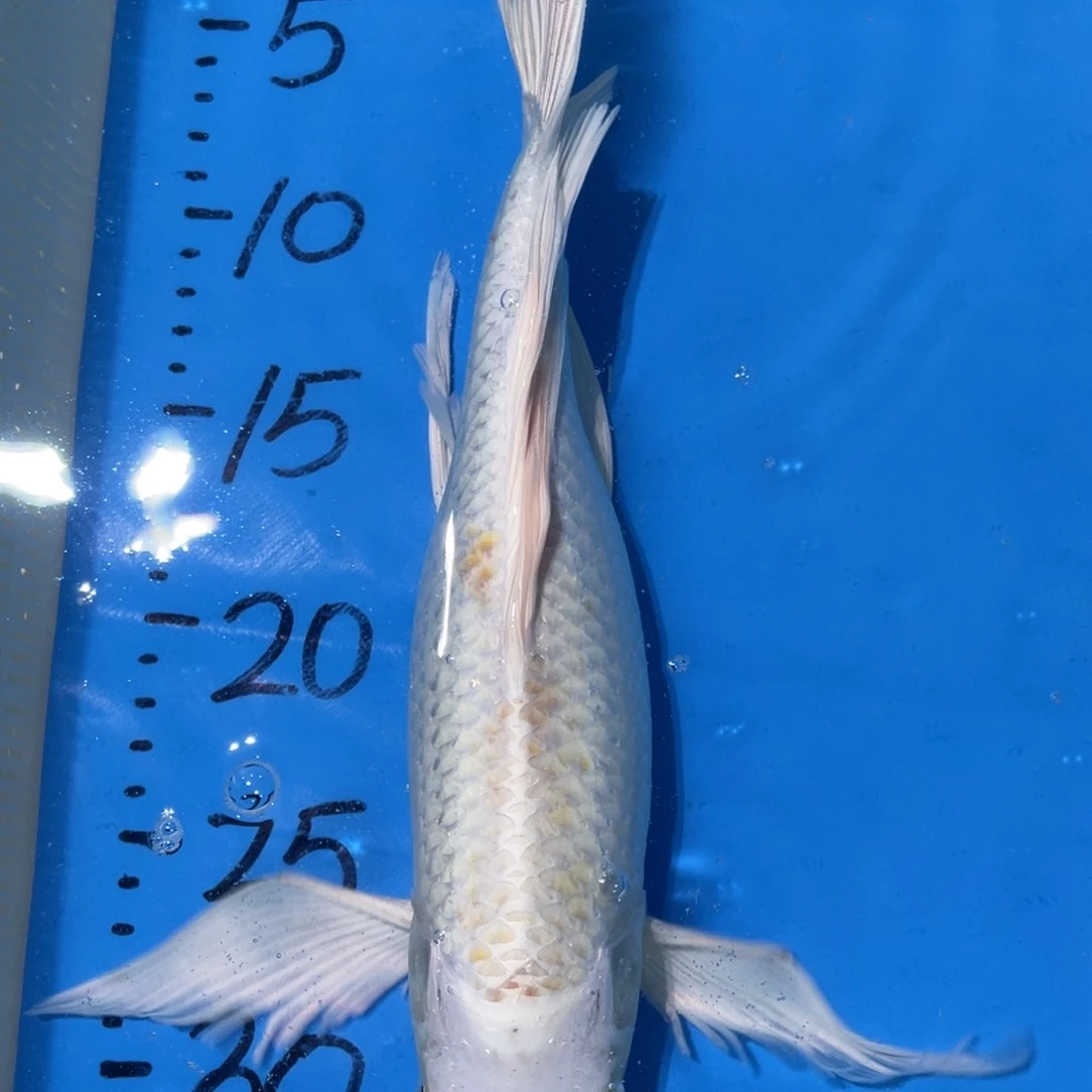 锦鲤蝴蝶锦鲤包邮包邮