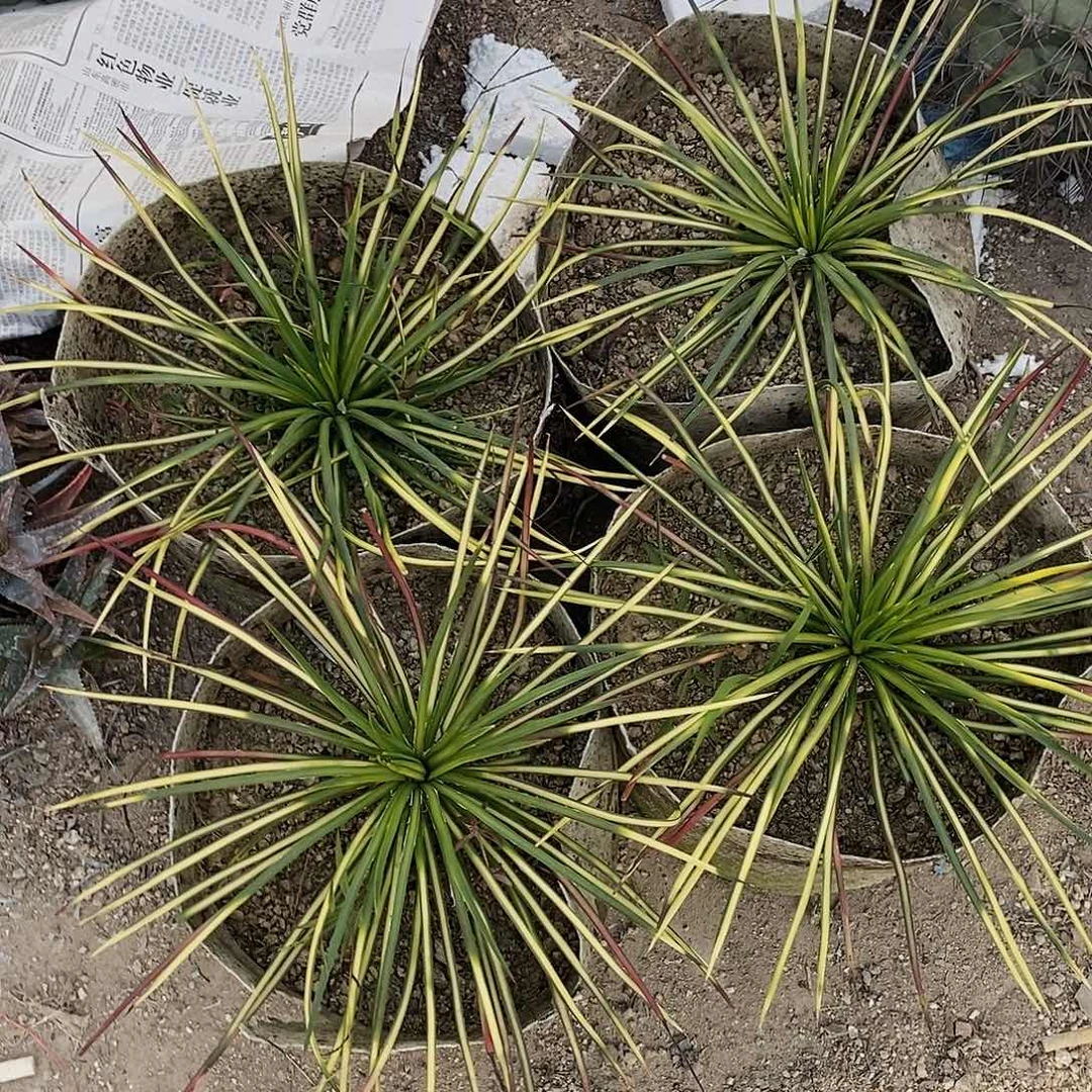 吹上锦冠幅30-35公分一颗