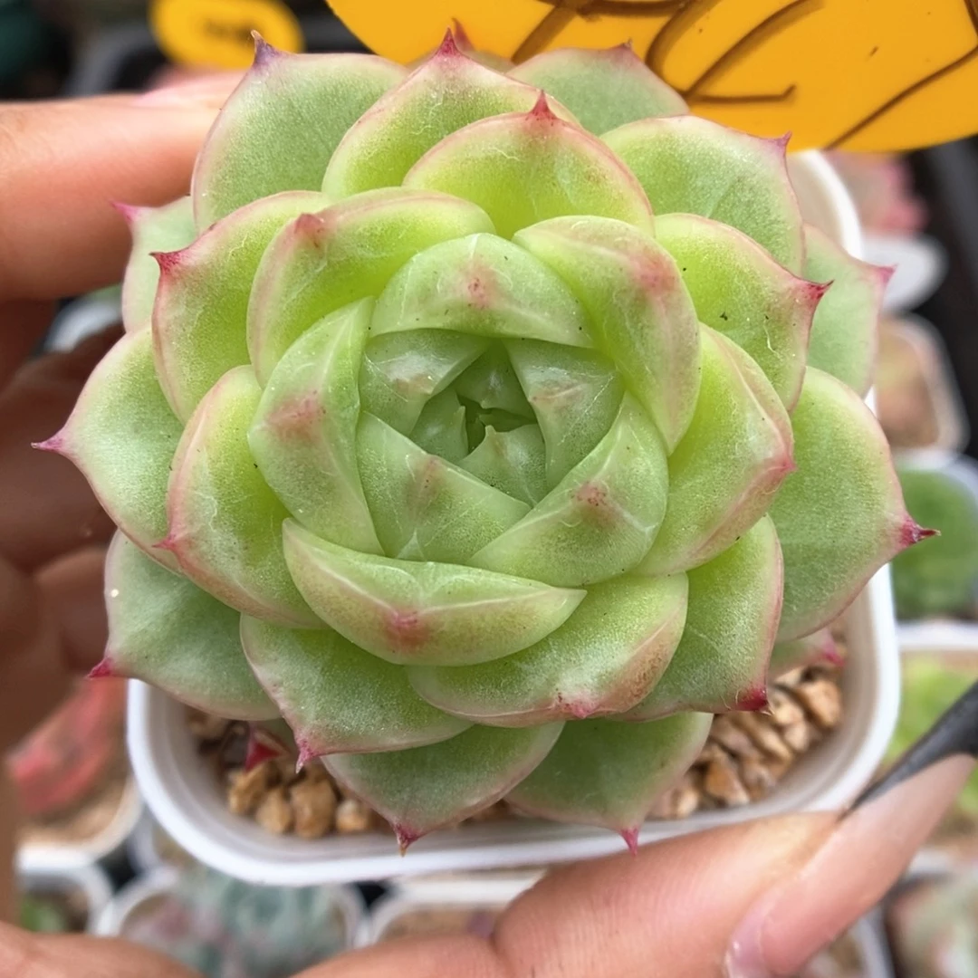 蜜蜡麦秆可拍447号