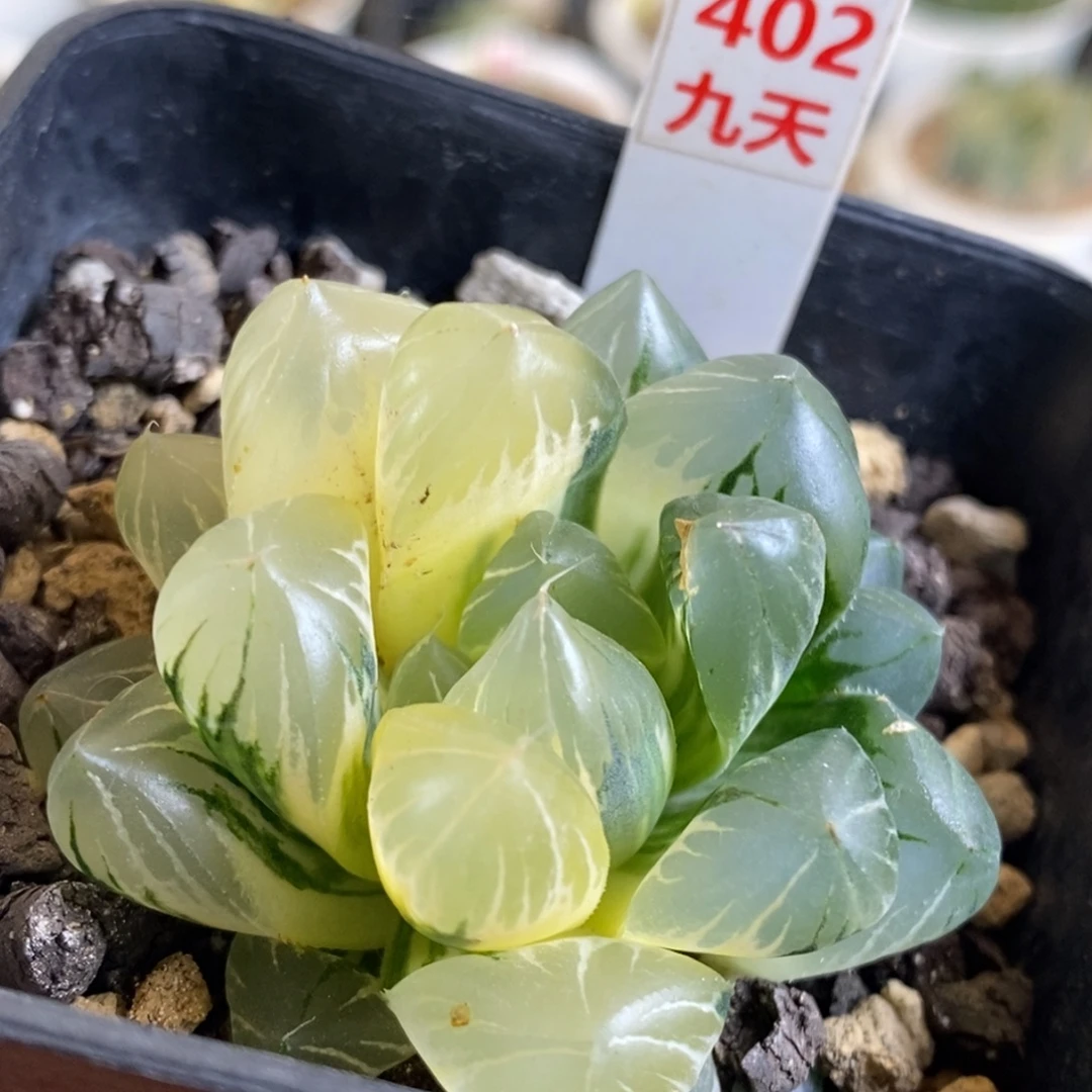 402号水晶x冰川玉露锦