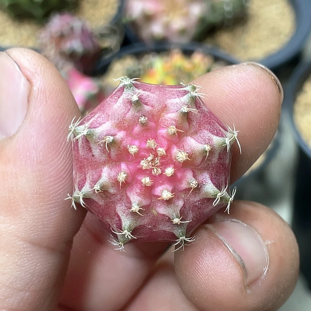 无花朵泰系实生根，粉轮回