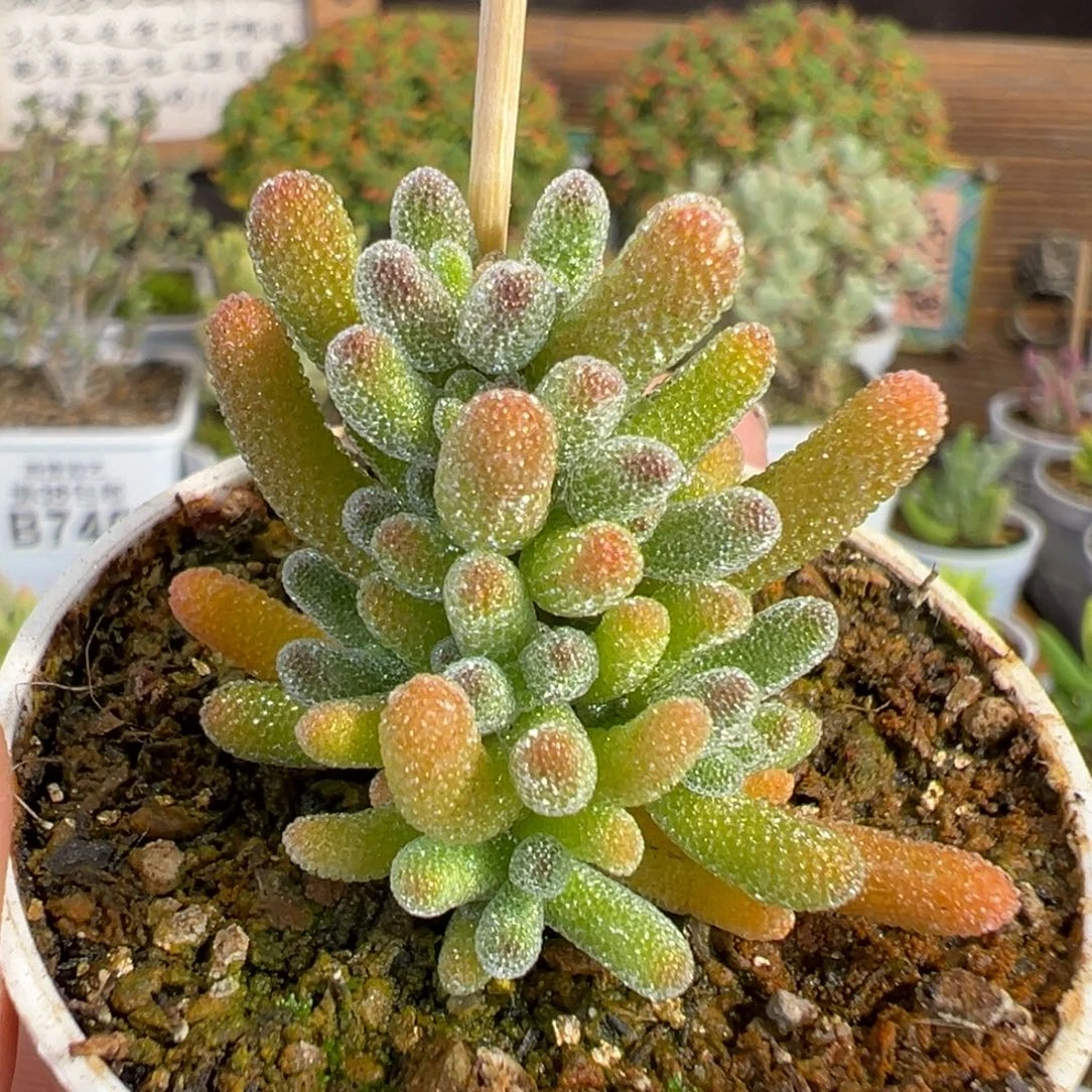 20-042奶油冰（冰晶杂）五圆盆