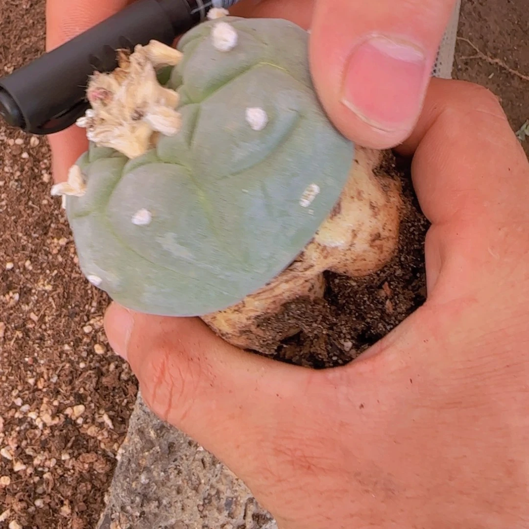 大***错块根植物块根植物