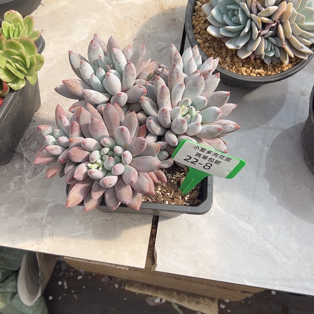 半***莓多肉植物组合盆栽8